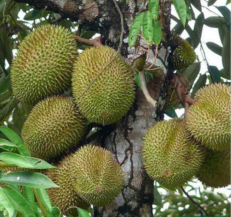 Kali sữa sử dụng đa dạng cho nhiều loại cây trồng khác nhau Kali sữa sử dụng đa dạng cho nhiều loại cây trồng khác nhau