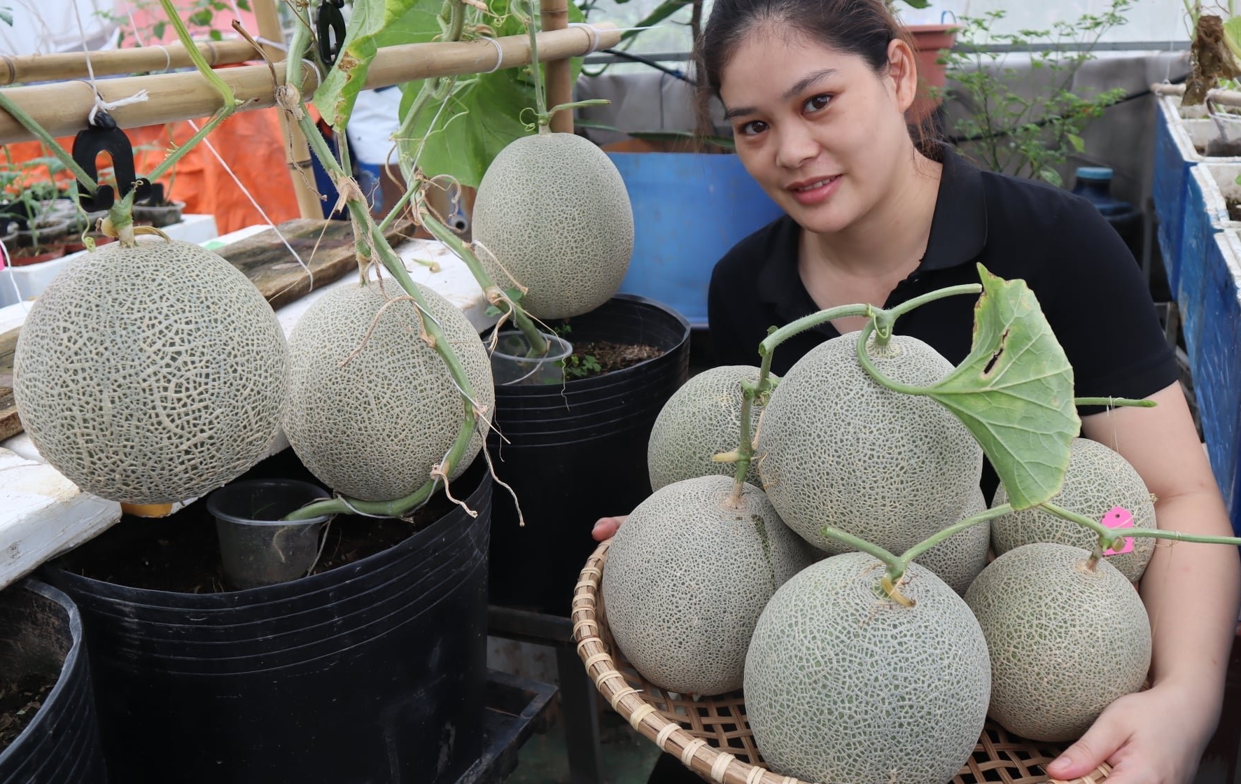 Công dụng đặc trưng của phân siêu lớn trái Công dụng đặc trưng của phân siêu lớn trái