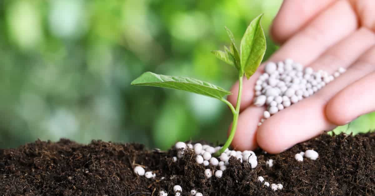Bảng giá phân bón NPK mới nhất 1 Giá phân bón npk đang ở mức giá cao