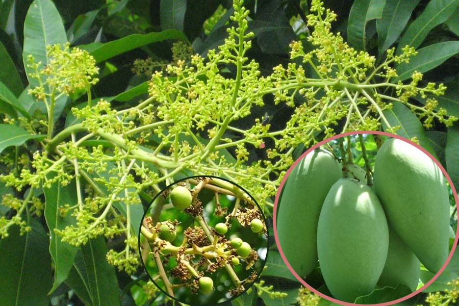 Phân bón Canxi Bo giúp cây trồng tăng tỉ lệ đậu trái, và cho quả to hơn Phân bón Canxi Bo giúp cây trồng tăng tỉ lệ đậu trái, và cho quả to hơn