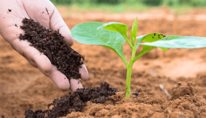 Phân bón hữu cơ sinh học hiện đang được ưa chuộng tại nước ta