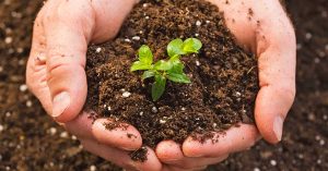 Phân hữu cơ vi sinh có tác dụng rất lớn cho đất và cây trồng