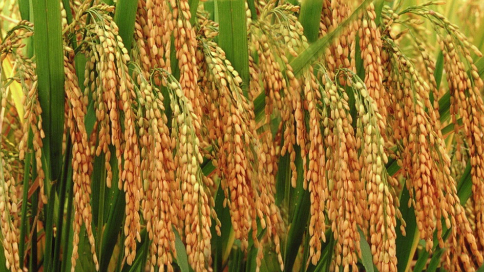 Chia sẻ thông tin về lưu lượng sử dụng của phân vô siêu gạo Chia sẻ thông tin về lưu lượng sử dụng của phân vô siêu gạo