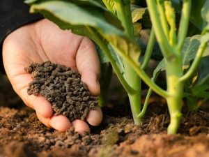 Phân loại phân vi sinh cố định đạm