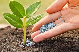 Lợi ích khi sử dụng phân vô cơ cho cây trồng