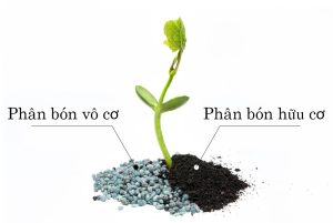 Bạn biết gì về phân hữu cơ và vô cơ