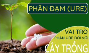 Đôi điều về phân Urê