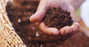 Bón lót có lợi ích như thế nào với cây trồng
