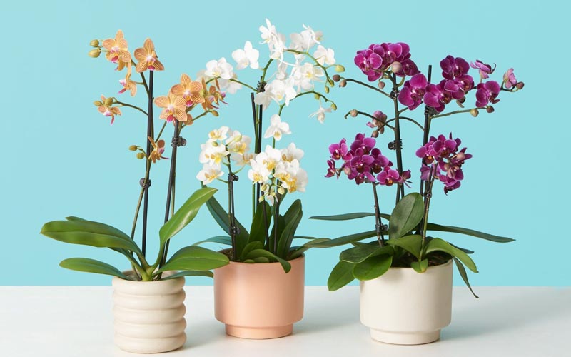 Mua phân bón cho lan giá tốt tại Công ty phân bón Vietfarm Mua phân bón cho lan giá tốt tại Công ty phân bón Vietfarm
