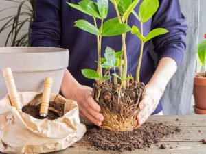 Bón đúng tỷ lệ sử dụng bao nhiêu phân bón là hợp lý?