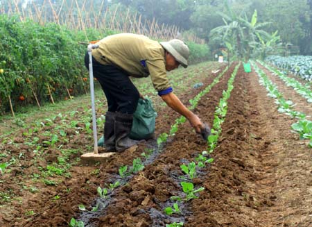 Bón thúc cho cây trồng mang lại hiệu quả cao cho nông nghiệp Bón thúc cho cây trồng mang lại hiệu quả cao cho nông nghiệp