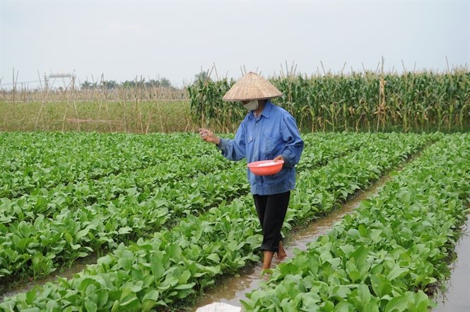 Bón thúc bằng cách sử dụng tay để vãi phân Bón thúc bằng cách sử dụng tay để vãi phân
