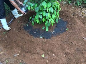 Kỹ thuật bón thúc cho cây trồng