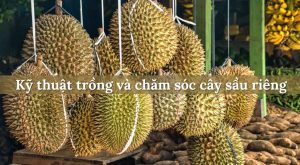 Cách bảo vệ cây sầu riêng con hiệu quả