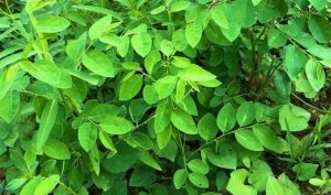 Rau ngót sẽ có 2 loại lá to và lá nhỏ