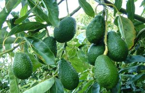 Thời gian thu hoạch kể từ khi trồng của cây bơ là bao lâu?
