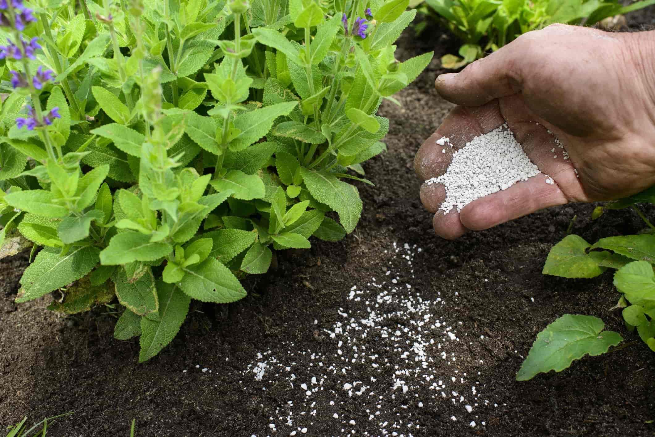 Ứng dụng của phân đạm urê Ứng dụng của phân đạm urê