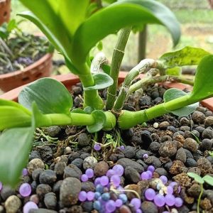 Phân bón cho lan sẽ giúp lan phát triển tốt, nhanh ra hoa hơn