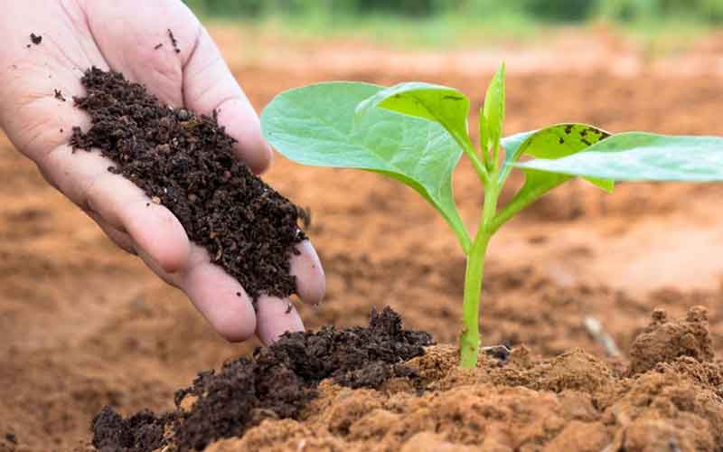 Đôi nét về sản phẩm phân bón Đôi nét về sản phẩm phân bón