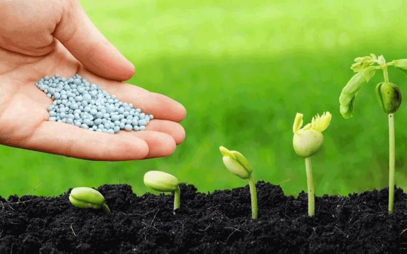 Các tác động của phân bón đến với cây trồng Các tác động của phân bón đến với cây trồng