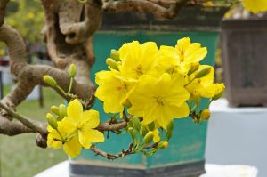 Muốn cho mai vàng ra hoa đẹp thì cần chọn loại phân phù hợp