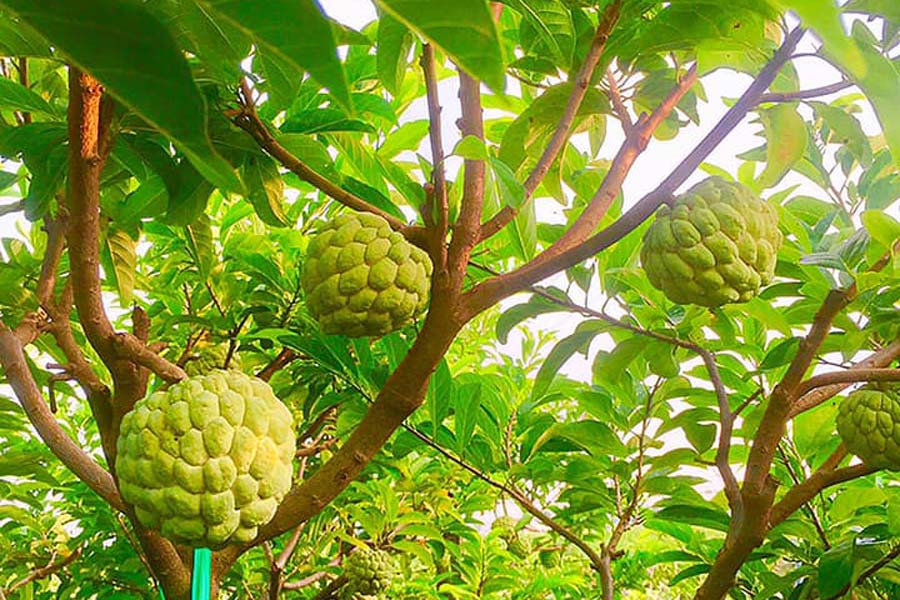 Công dụng của sản phẩm phân bón siêu lớn trái Công dụng của sản phẩm phân bón siêu lớn trái