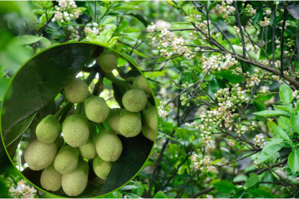 Công dụng của sản phẩm phân bón siêu lớn trái Công dụng của sản phẩm phân bón siêu lớn trái