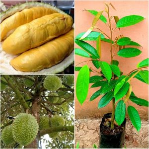 Cây sầu riêng trồng bao lâu có trái?