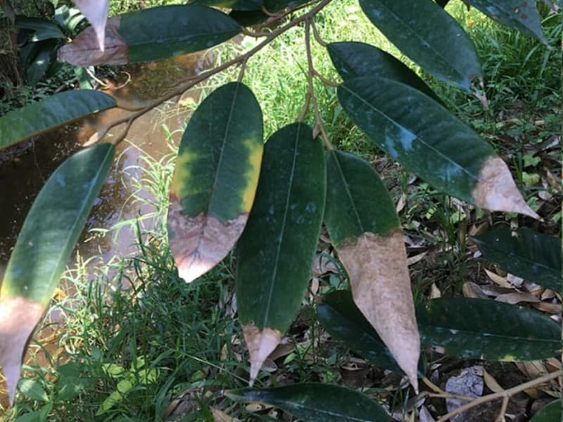 Trồng sầu riêng bao lâu có trái