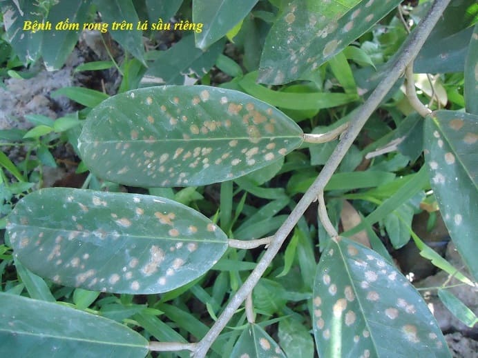 trồng sầu riêng bao lâu có trái