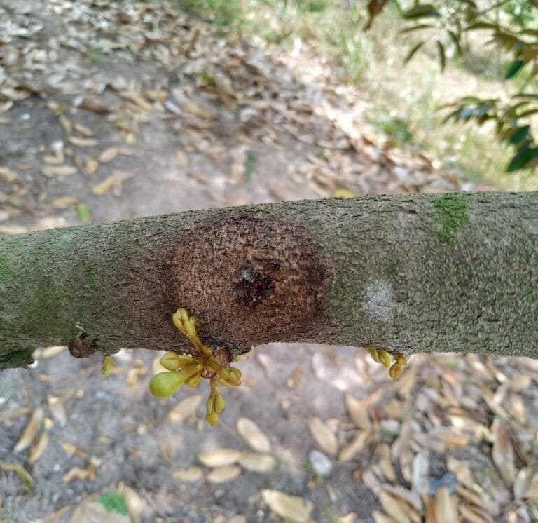 trồng sầu riêng bao lâu có trái