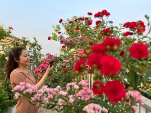 Muốn có được nhiều hoa đẹp thì cần phải sử dụng thuốc phun kích thích ra hoa
