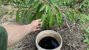 Chia sẻ một vài loại thuốc kích rễ phổ biến hiện nay