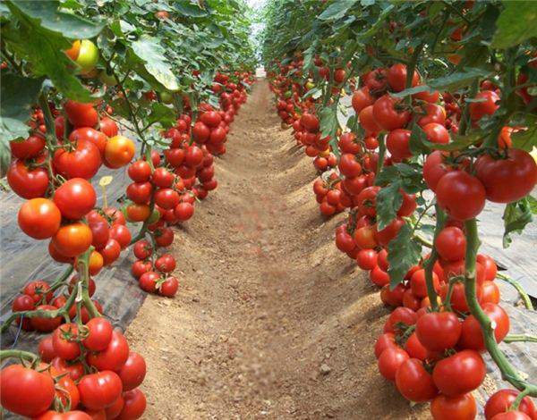Vài thông tin về việc trồng cây cà chua