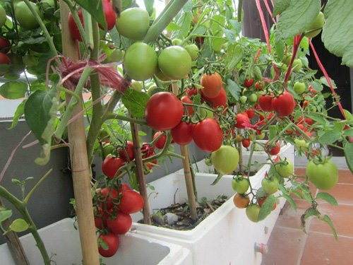 Mật độ và khoảng cách cũng sẽ giúp cây cà chua phát triển tốt hơn