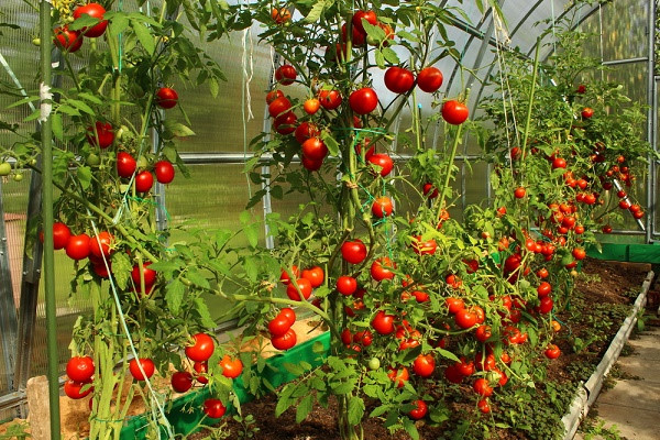 Quy trình chăm sóc cây cà chua đạt chất lượng cao