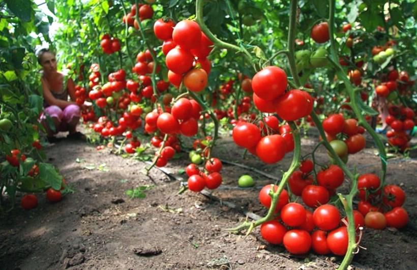 Chia sẻ cách trồng cà chua tại nhà chất lượng