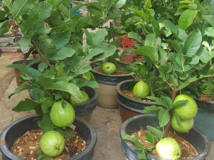 Ổi là một trong những loại cây được nhiều người lựa chọn để trồng