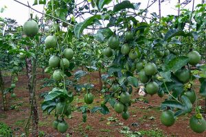 Trồng chanh dây đòi hỏi nhiều kỹ thuật và công sức hơn