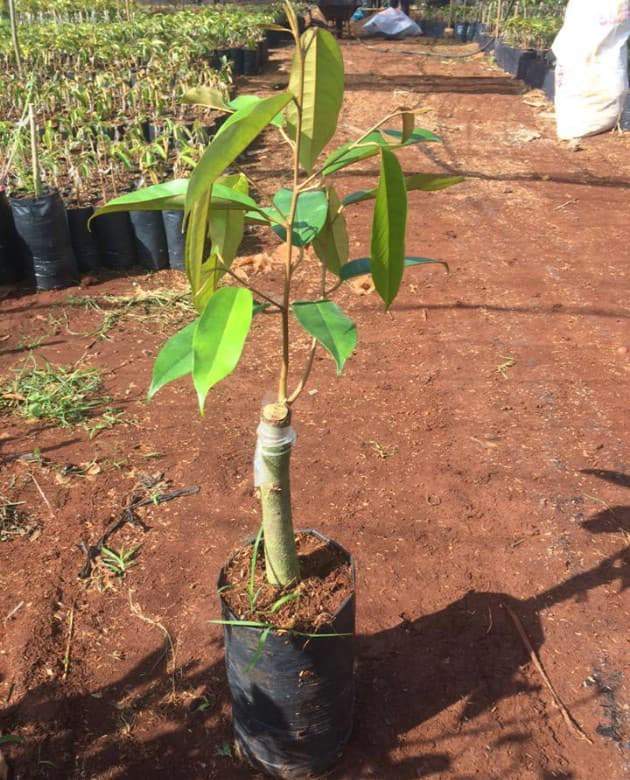 Nắm được kỹ thuật trồng sầu riêng ở tây nguyên sẽ giúp cây phát triển tốt, cho năng suất cao