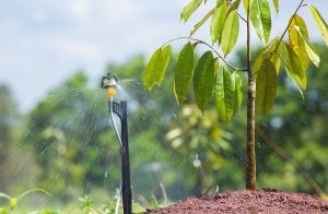 Khi tưới nước cho cây sầu riêng cũng phải phù hợp