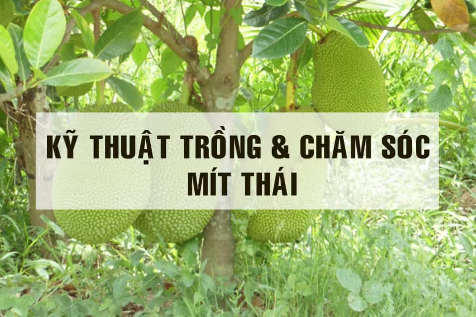 Chia sẻ vài điều kiện ảnh hưởng đến việc trồng mít thái