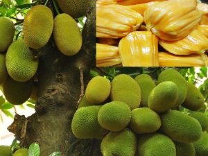Mít thái đang là loại hoa quả rất được yêu thích tại nước ta