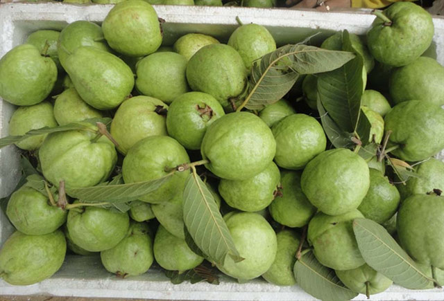 Ổi Lê là giống được nhiều bà con nông dân lựa chọn để trồng Ổi Lê là giống được nhiều bà con nông dân lựa chọn để trồng