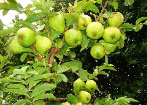 Ổi Nữ hoàng có giá trị kinh tế rất cao được nhiều người lựa chọn để trồng