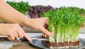 Trồng và chăm sóc rau mầm tại nhà hiệu quả