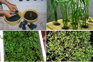 Các phương trồng rau muống hiệu quả