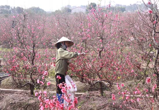 Dùng phân bón Kali sẽ giúp đào phát triển tốt và nhanh ra hoa