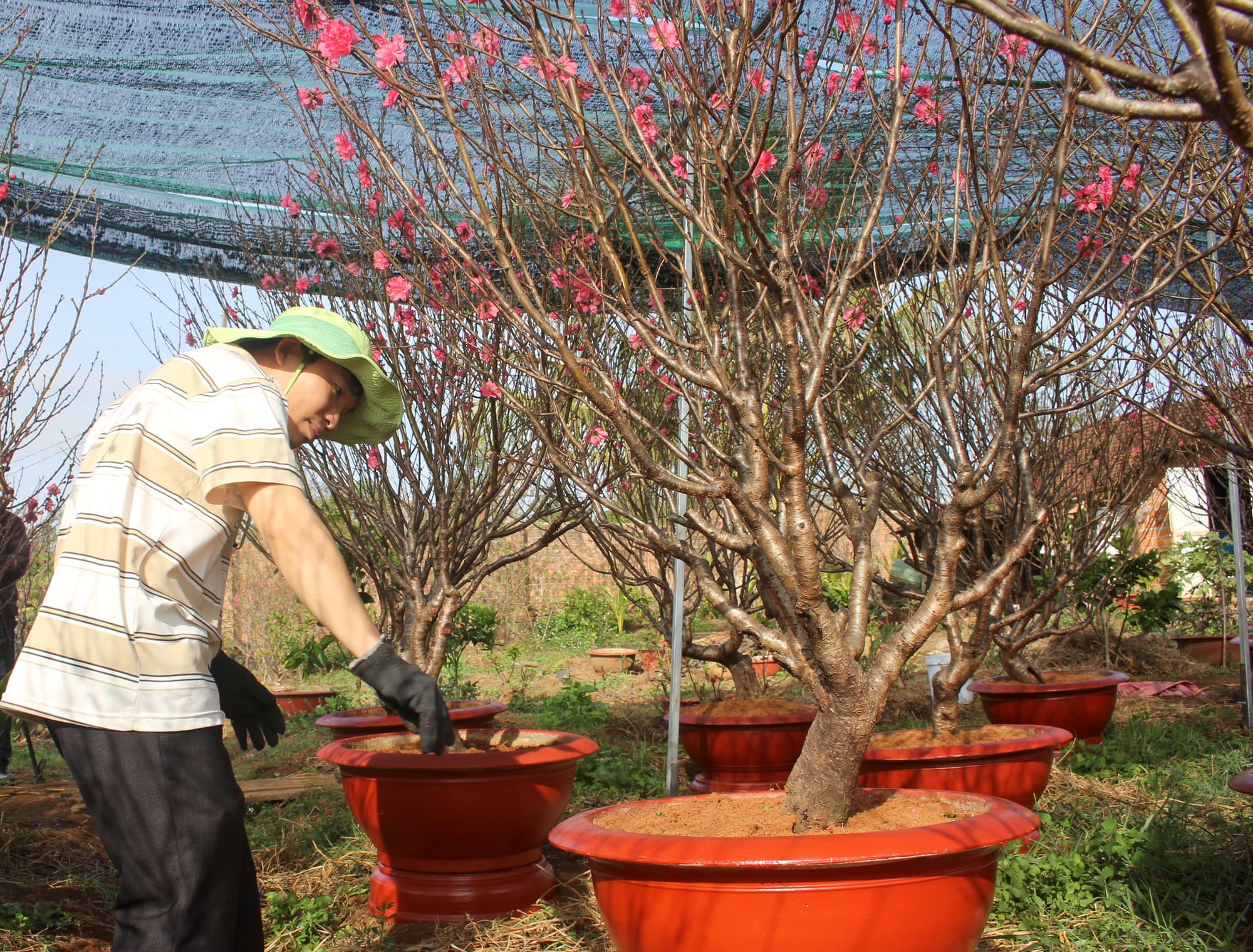 Đặt cây đào ở nơi có đủ ánh sáng sẽ giúp cây nhanh ra hoa