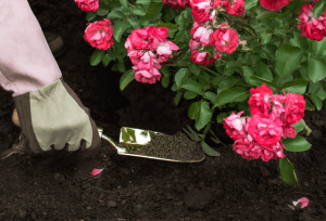 Sử dụng phân bón sẽ giúp cho hoa mọc ra nhiều hơn